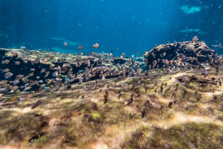 Fish in Casa Cenote