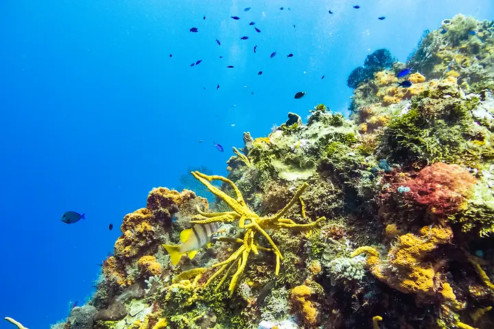 Palancar reef
