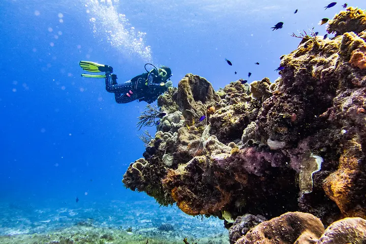 Paso del Cedral reef