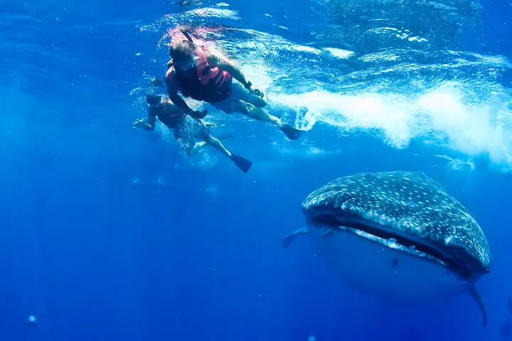 Whale shark snorkelling photo 1