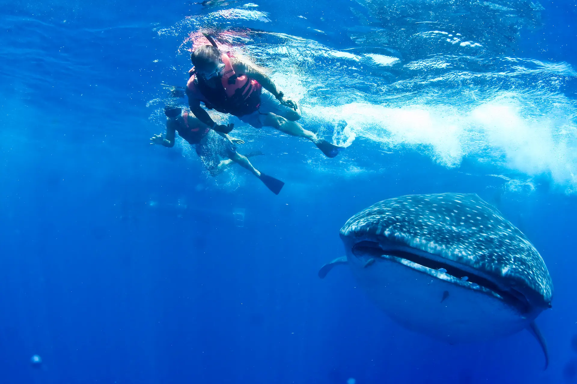 Whale shark snorkelling — hero