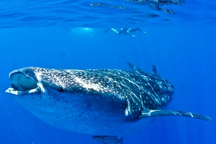 Whale shark snorkelling photo 4