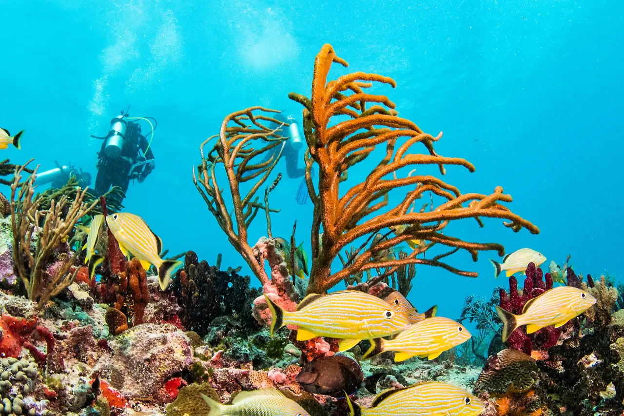 Coral reef with tropical fish near Playa del Carmen