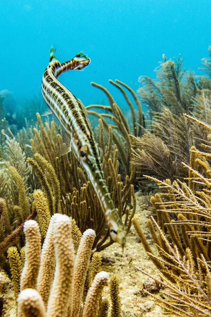 Trumpet Fish at Sabalos Reef