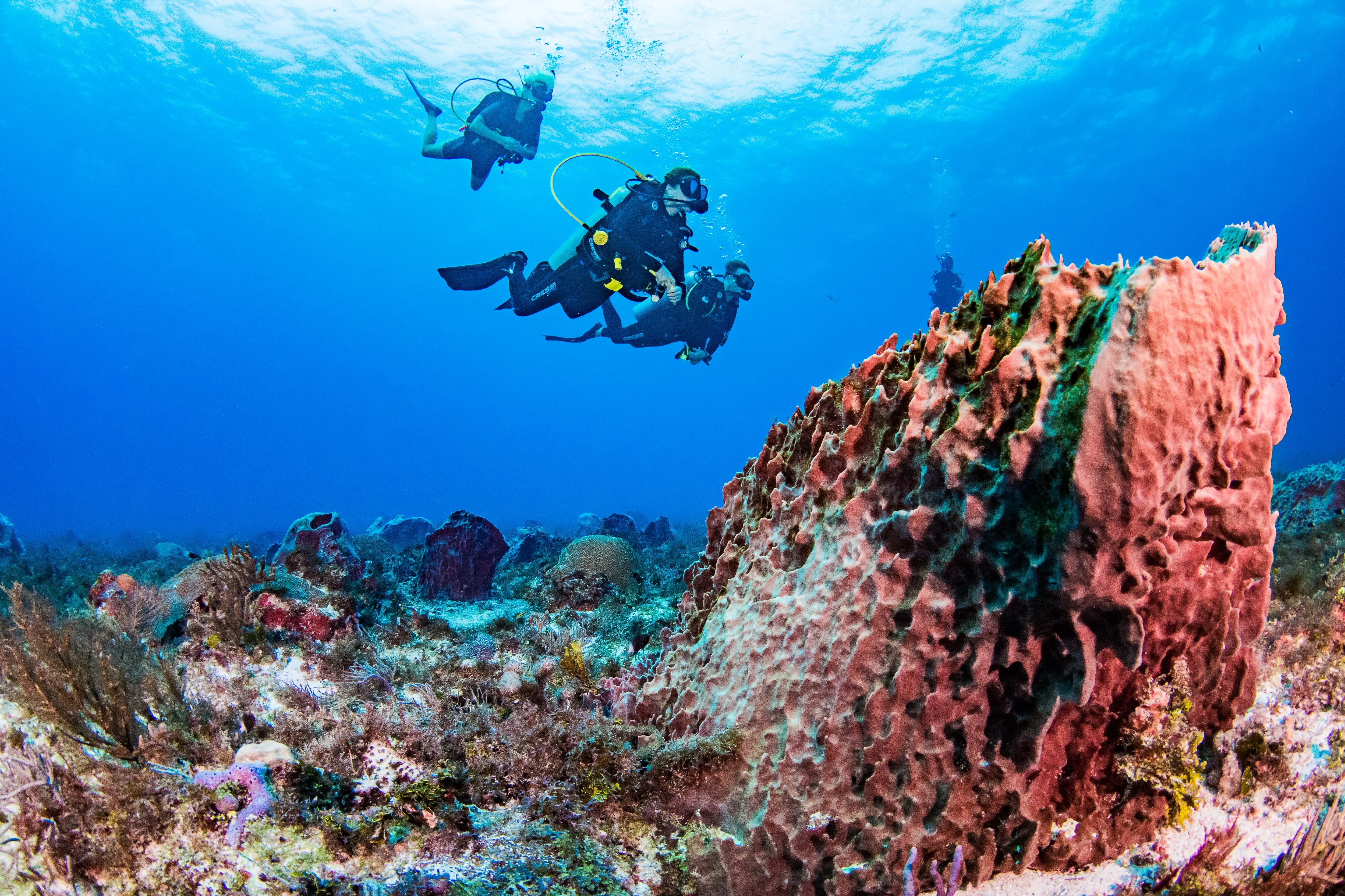 A sponge coral with divers in the background