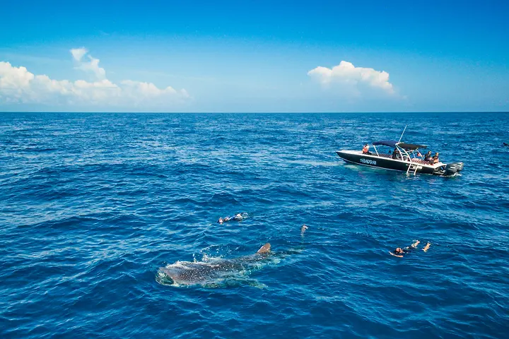 Snorkeling with a whale shark