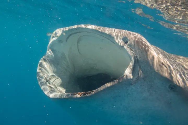 Big mouth