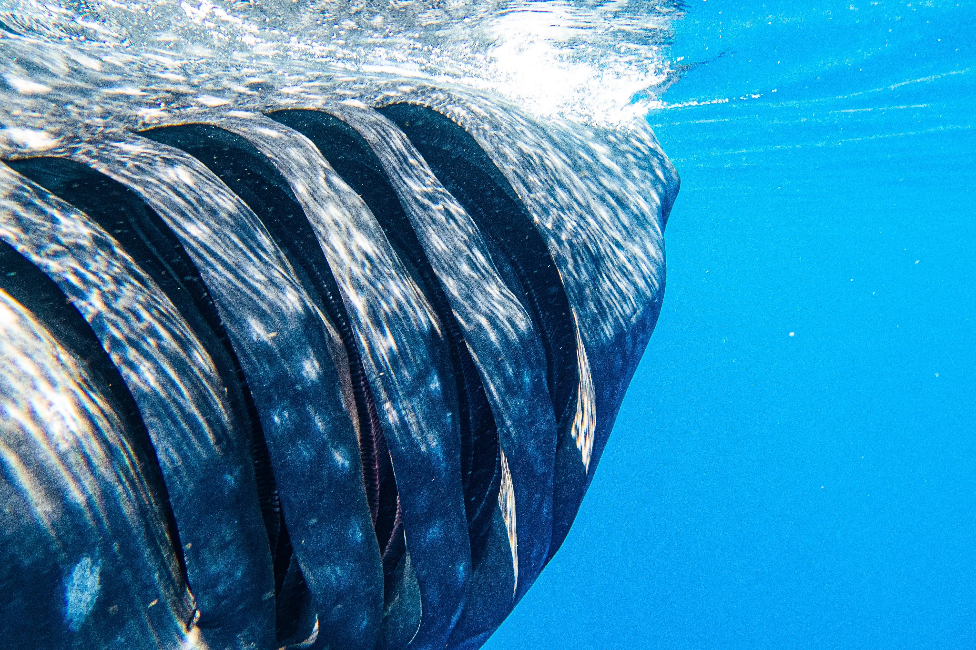 Whale shark gills