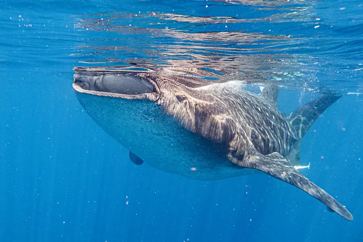 Whale Shark