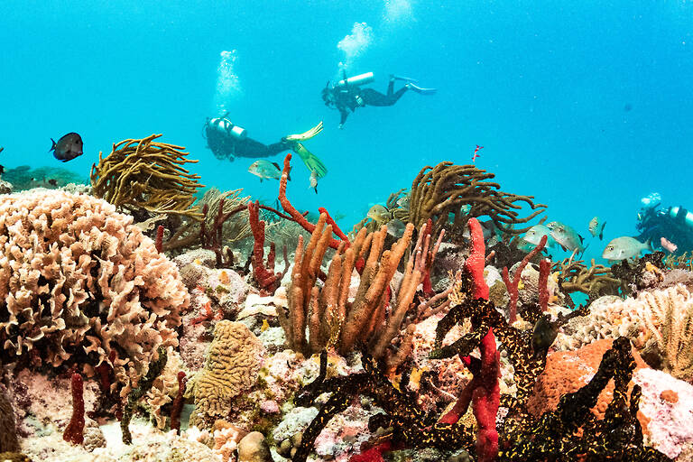Coral reef with divers in the background