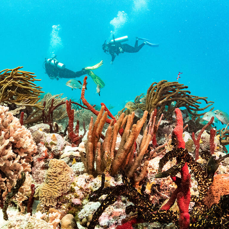 Coral reef with divers in the background