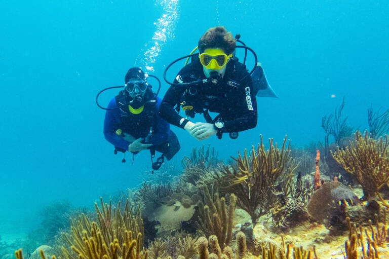 Two divers on a coral reef