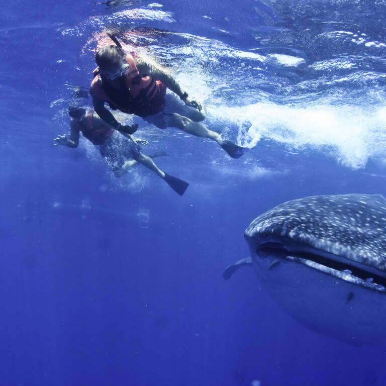 Snorkelers with whale shark