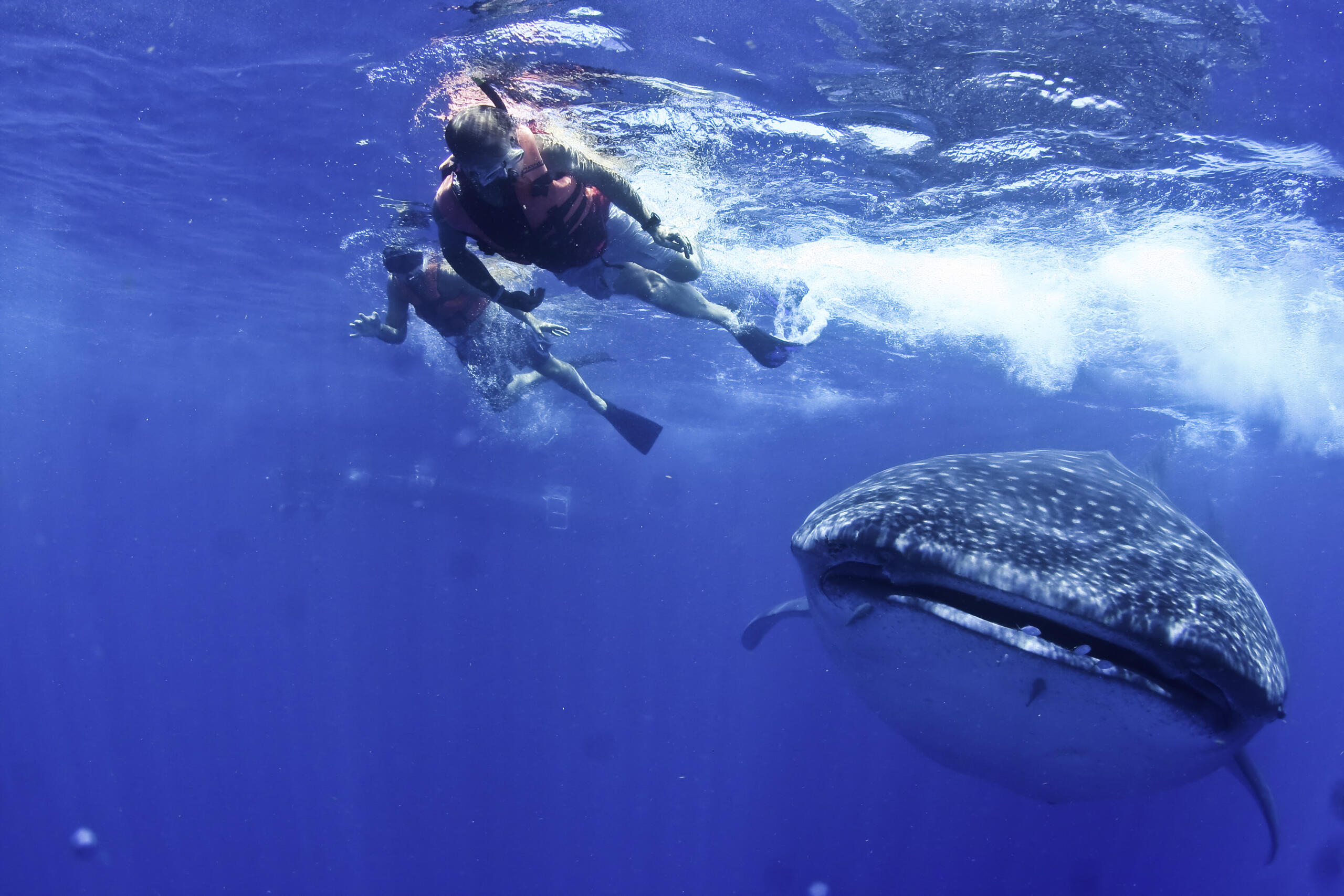 Snorkelers with whale shark