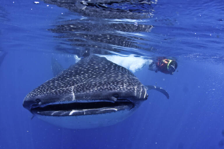 Whale shark