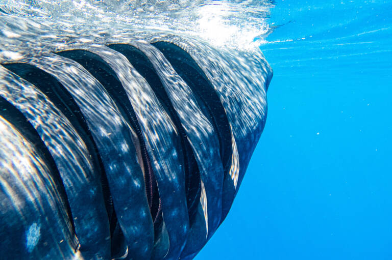 Whale shark gills